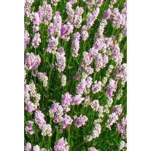  Lavender Melissa, 4 Size (8 Live PPlants) Patio, Lawn 