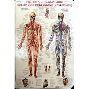  Human Body   Circulatory System 27x39 Poster