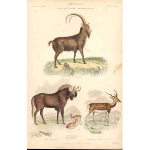  Ibex Goat, Gnu, Common Antelope C1880 H/C