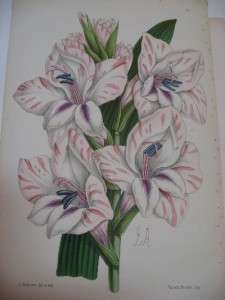 James Andrews H/C Botanical Lithograph Gladiolus 1800s  