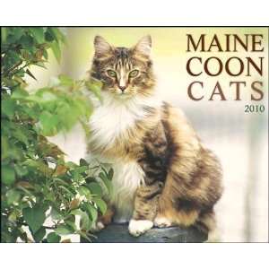  Maine Coon Cats 2010 Wall Calendar