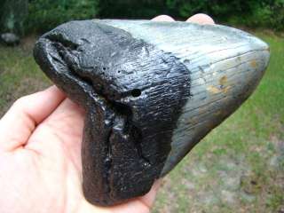 MEGALODON shark tooth teeth fossil BIG OL WIDE TOOTH  