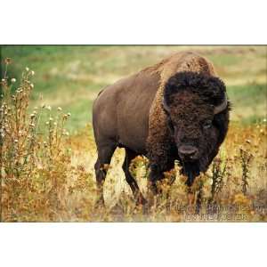  American Bison / Buffalo   24x36 Poster 