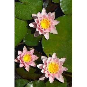 Water Lilies   Peel and Stick Wall Decal by Wallmonkeys  