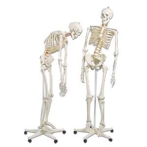  3B Scientific Fred the Flexible Skeleton Health 