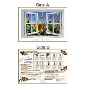  Swallowtail Farms   Double Sided Monarch Life Cycle Poster 