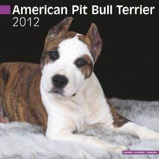  American Pit Bull Terrier Puppies 2012 Wall Calendar 12 X 
