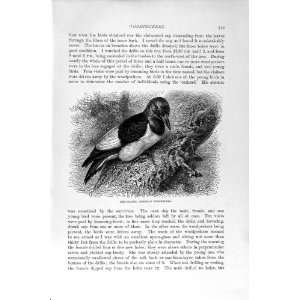    NATURAL HISTORY 1894 95 RED HEADED WOODPECKER BIRDS