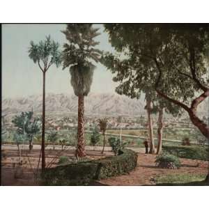 Reprint Snow and Palms at Pasadena, California 1897 1924  