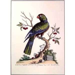  Black Parrot Poster Print