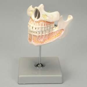 Human Upper and Lower Jaw with Permanent Teeth  Industrial 
