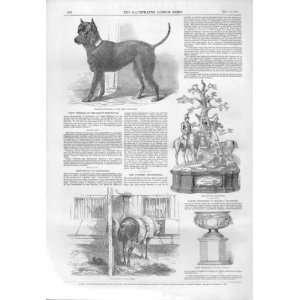 Life Size Terrier Dog In Breat Exhibition 1851 