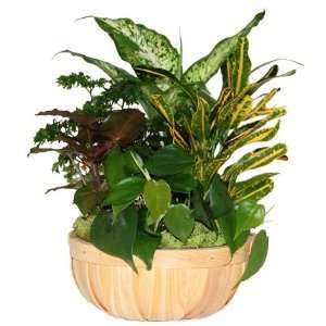    Gift Basket with Live Tropical Plants Patio, Lawn & Garden