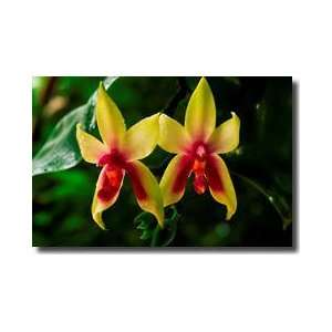    Orchids Borneo Island Malaysia Giclee Print