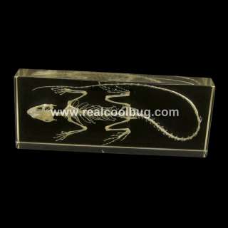 61/2  Real LIZARD Skeleton Paperweight / Desk Decor  