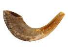 rams horn shofar  