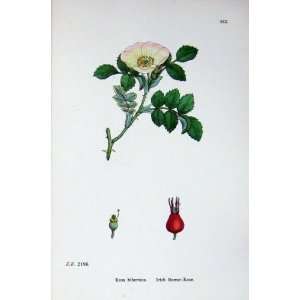   Botany Plants C1902 Irish Burnet Rose Rosa Hibernica