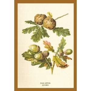  Oak Apple Acorn 20x30 Canvas