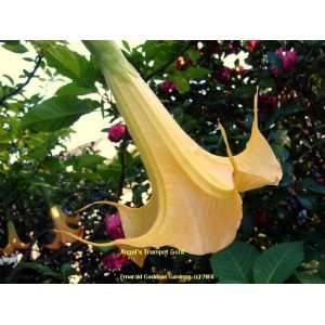  Live Plant Angels Trumpet Brugmansia Yellow Fragrant Large 