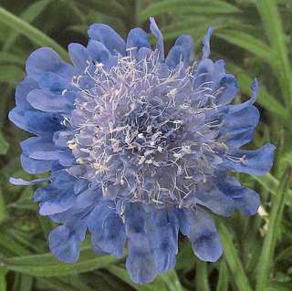 Ritz Blue Pincushion Flower   4 Plants   Scabiosa  