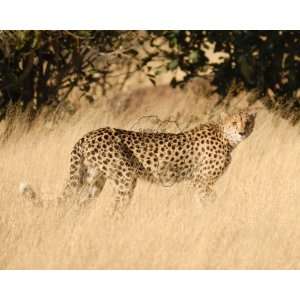  Picture of Cheetah in the Tall Grass