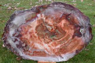   33 x 21 Petrified Wood Table Top Stone Slab   MIRROR POLISH  