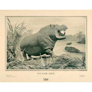 1907 Print Hippopotamus Amphibius Hippo River Horse W & G Baird Wild 