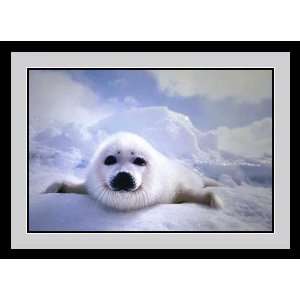  Seal Pup by Unknown   Framed Artwork