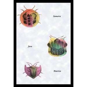   Art Beetles of Sumatra, Java and America #1   15372 5