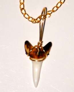 Shark TOOTH Necklace Gold 19 Genuine Teeth Awesome NEW  