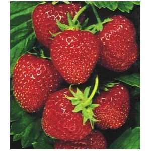  Strawberry Seed Pack  Grow Edible Strawberries Everything 