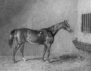 HORSE RACING MYRRHA. Scotland. Antique Print. 1830s  