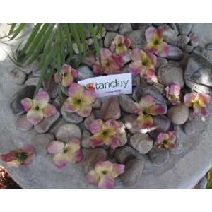 Tanday (Mauve) 2 Loose Hydrangea Flowers 1 Bunch approximately 35 