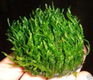 Flame Moss Stone   Water Aquarium Plant moss fern java  