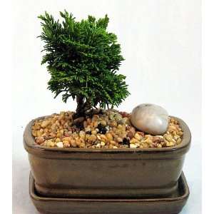  Miniature Japanese Hinoki Cypress Bonsai   Indoors/Out 