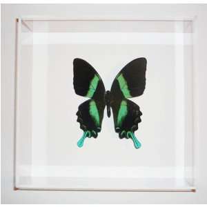  Green Swallowtail Butterfly   Papilio Blumei   Framed Butterfly 