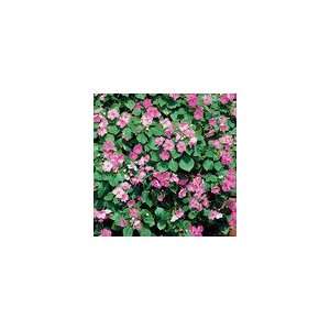  Impatiens Sunny Lady Deep Pink Hybrid Seeds Patio, Lawn 