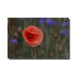 Poppy With Purple Asters Giclee Print 