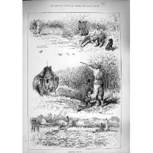 1890 Partridge Birds Driving Hunting Shooting Sport 