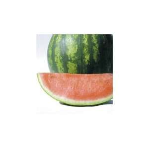  Davids Pink Hybrid Seedless Watermelon Farmers Wonderful 