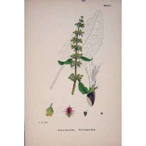    Broad Leaved Dock Colour Yellow Flower Plant C1878