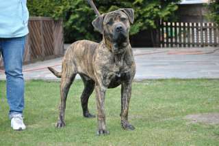 Dogo Canario Rüde ,, Django  in Brandenburg   Nauen  Hunde 