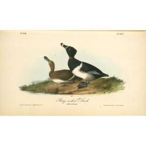   James Audubon   24 x 14 inches   Ring necked Duck. 1. Male. 2. Female