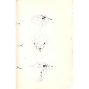   Birds 1842 50 Drawings Common & Alpine Swifts