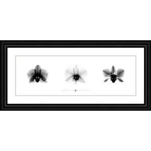  X Ray Orchid Triptych by Bert Myers   Framed Artwork 