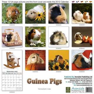 Guinea Pigs 2012 Calendar   NEW  