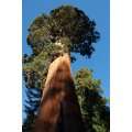 Seedeo Berg   Mammutbaum (Sequoia. gigantea) 50 Samen