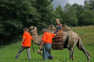 Kamelreiten für Jung und Alt ,Trekingtouren in Sachsen   Leubsdorf 