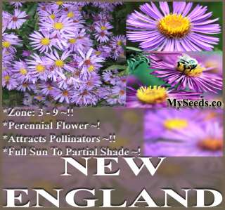   novae angliae   New England Aster Seeds ~ Perennial blooms  
