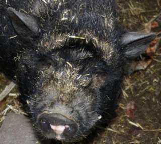 Minischweine suchen neues Zuhause in Nordrhein Westfalen   Halver 